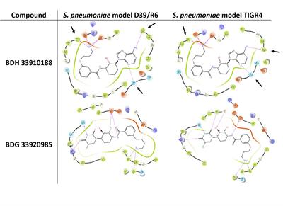 In vitro and in vivo Evaluation of in silico Predicted Pneumococcal UDPG:PP Inhibitors